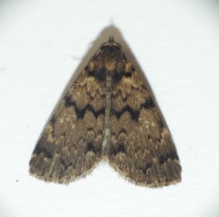 Mormoscopa phricozona