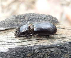 Aulacocyclus