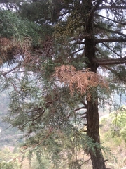 Cupressus torulosa