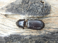 Aulacocyclus