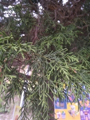 Cupressus torulosa