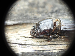 Aulacocyclus