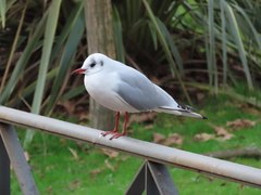 Chroicocephalus ridibundus