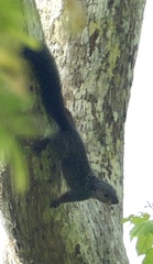 Heliosciurus rufobrachium