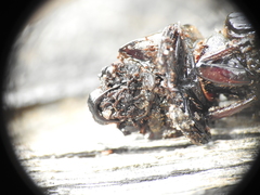 Aulacocyclus