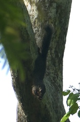 Heliosciurus rufobrachium