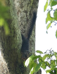 Heliosciurus rufobrachium