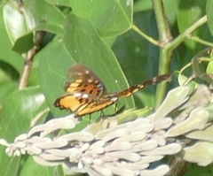 Pseudacraea warburgi