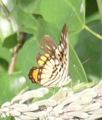 Pseudacraea warburgi