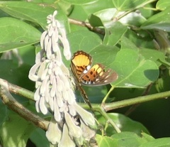 Pseudacraea warburgi