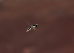 Ischiodon