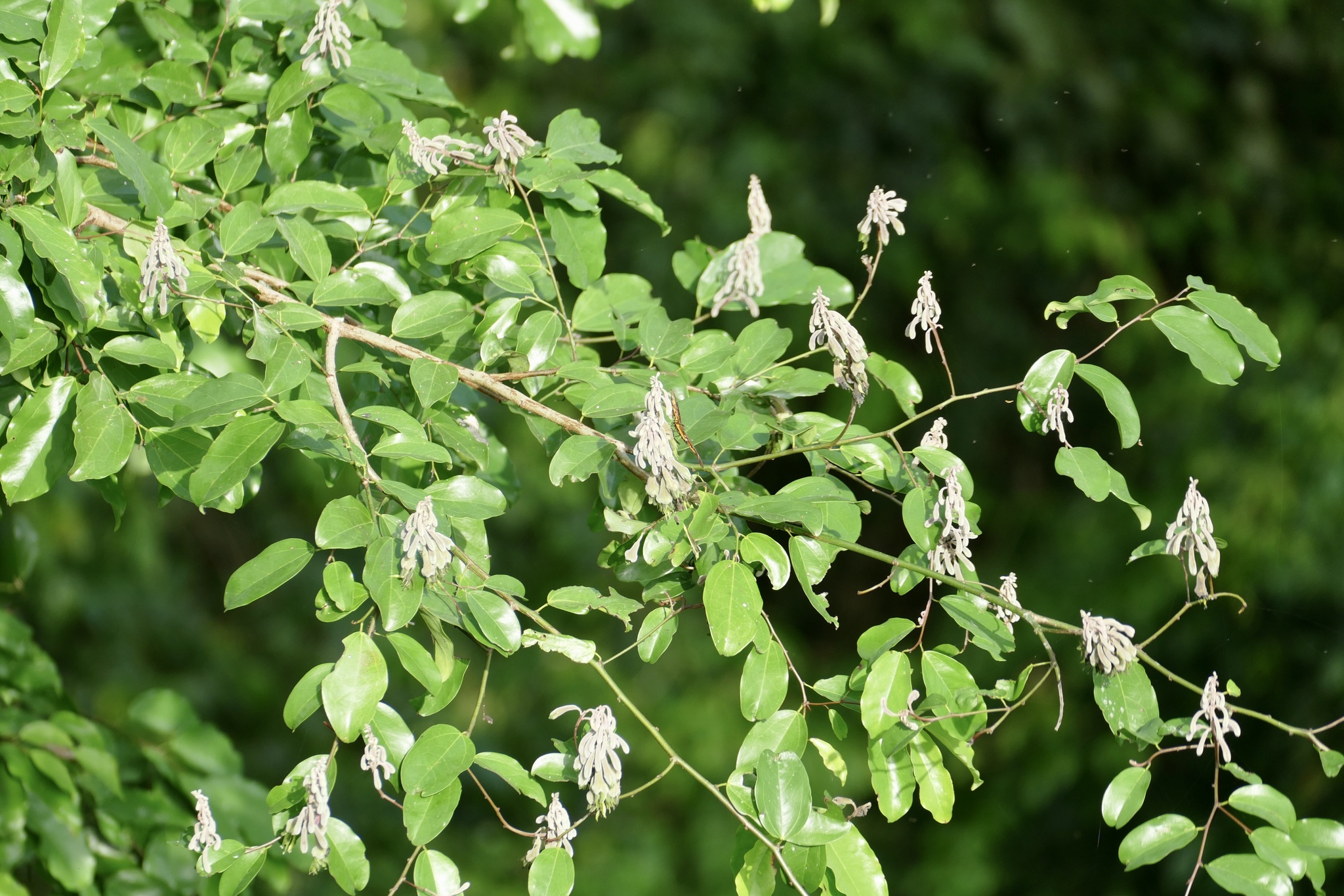 Griffonia simplicifolia - Wikipedia