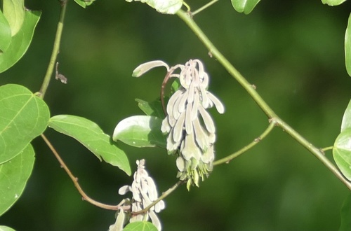 Griffonia simplicifolia · iNaturalist