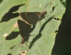 Caltoris brunnea
