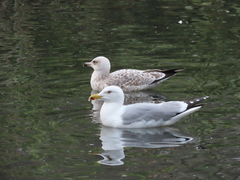 Larus michahellis