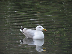 Larus michahellis