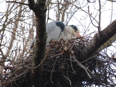 Ardea cinerea