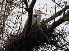 Ardea cinerea