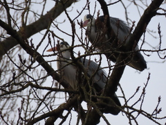 Ardea cinerea