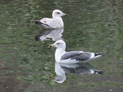 Larus fuscus