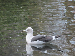 Larus fuscus
