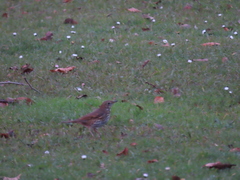 Turdus philomelos