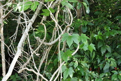 Diplocyclos palmatus