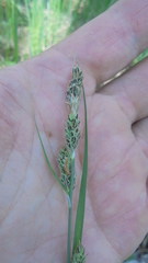Carex buxbaumii