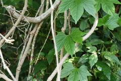 Diplocyclos palmatus