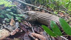 Phataginus tricuspis