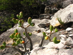 Sedum corynephyllum