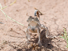 Phrynocephalus mystaceus