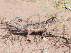 Phrynocephalus mystaceus