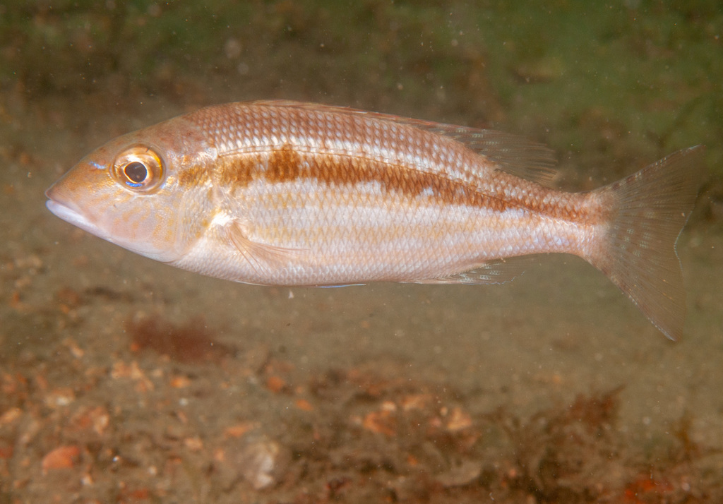 Threadfin Emperor (Fishes of Chowder Bay, Sydney, Australia) · iNaturalist