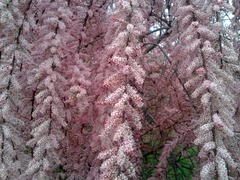Tamarix szovitsiana