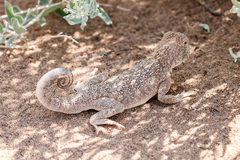 Phrynocephalus mystaceus