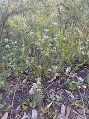 Platysace