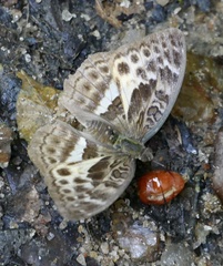 Apectinaria
