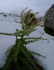 Cirsium spinosissimum