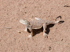 Phrynocephalus mystaceus