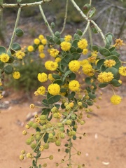 Acacia uncinata