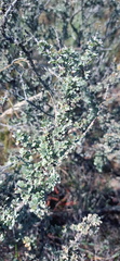 Wiborgiella