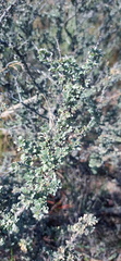 Wiborgiella