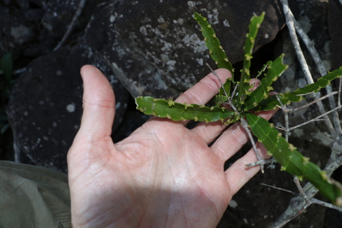 Flat-stemmed Mistletoe (Korthalsella breviarticulata)
