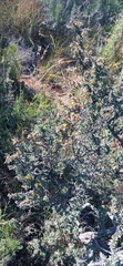 Wiborgiella
