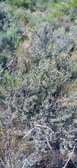 Wiborgiella