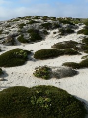 Chenolea diffusa