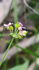 Pelargonium inodorum