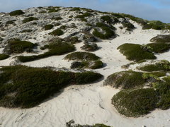 Chenolea diffusa