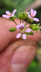 Pelargonium inodorum